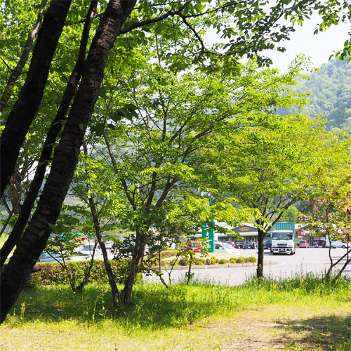 桜のポケットパーク 写真
